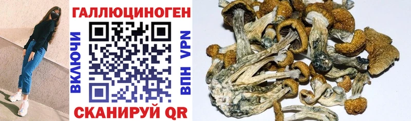 Псилоцибиновые грибы Cubensis  Приволжск 